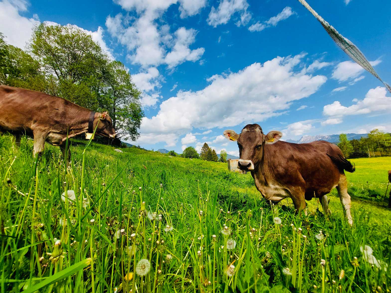 Glückliche Kühe am Wagnerhof in Kainisch