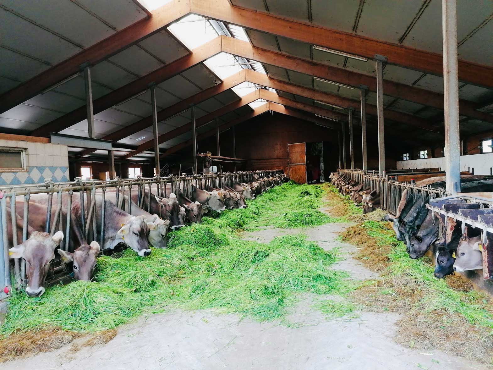 Glückliche Tiere am Wagnerhof in Kainisch