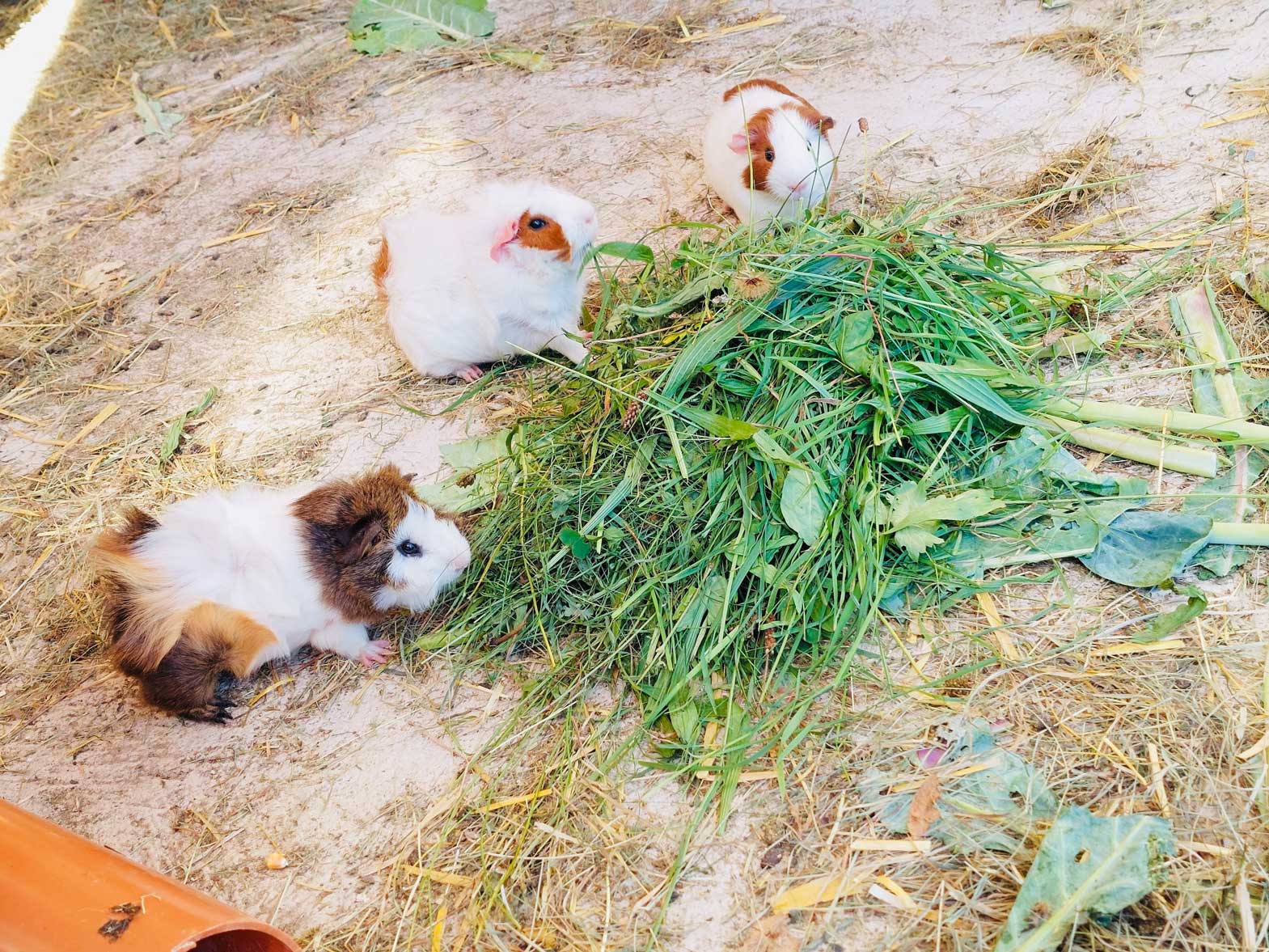 Meerschweinchen am Wagnerhof in Kainisch